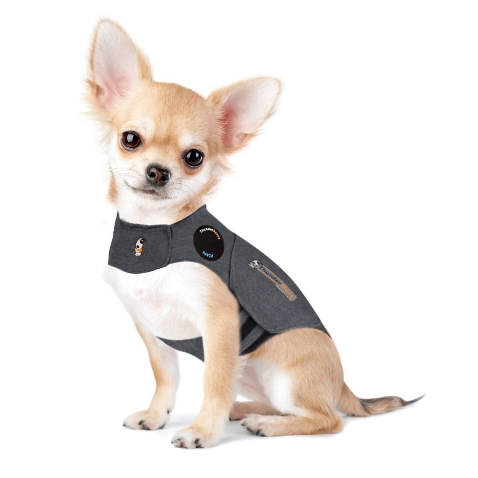 How to Help Your Dog with Separation Anxiety Thundershirt